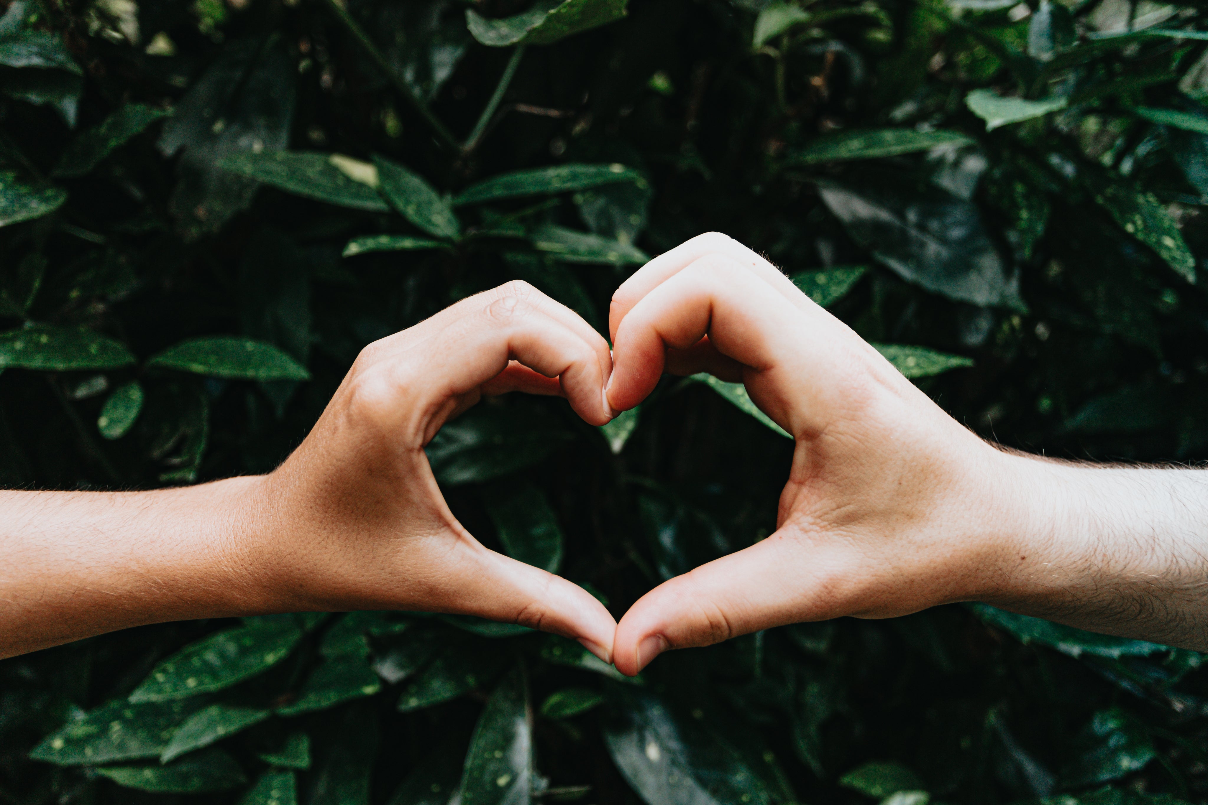 files/hands-form-a-heart-shape-against-green-leaves.jpg